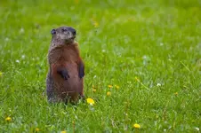 groundhog-standing2.webp