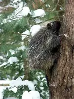Porcupine-in-tree-3.webp