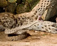 western-diamondback-rattle-snake-19427.webp