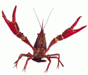 Crawfish.gif Crawfish.gif