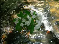 mntlaurels1.webp