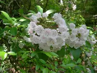 mntlaurels2.webp