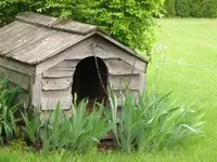 build-dog-house-1.webp
