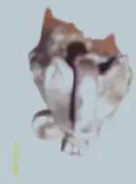 100_1296.webp