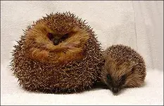 _44650906_hedgehog_solent466.webp