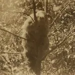 woodchuck.webp