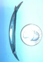 pin 007.webp