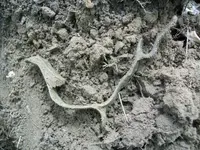 MAY 2nd CELLAR HOLES WITH RON KG and IH 018 [].webp
