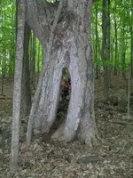 MAY 2nd CELLAR HOLES WITH RON KG and IH 026 [].webp