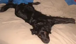herkytired2.webp