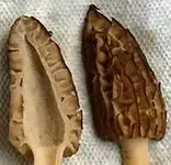 morel-crossection.webp