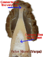 False Morel (Verpa).gif