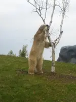 polar bear in tree.webp