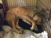 sleepy tobias (2).webp