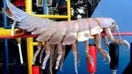 CrustaceanGiantJPG040110.webp