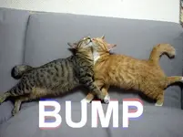 bump4.webp