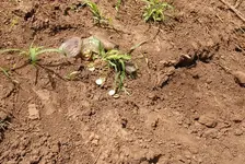 Gold coins no one found.webp