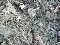 103_0594.webp