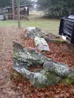 Petrified Wood.webp
