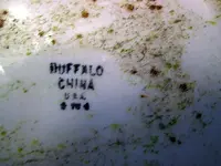 buffalo_china01.webp
