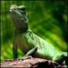 avatar_36555.webp