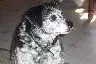 avatar_563.webp