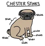 stinky dog.webp