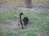 yard4.webp