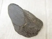 fossil.webp