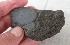 fossil1.webp
