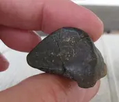 fossil 4.webp