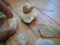BHshellcross2.webp