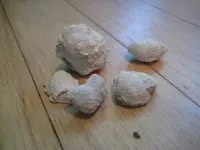 BHshellfull.webp