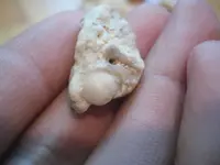 BHsmallshell.webp