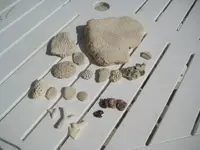 BHcoralfossils.webp