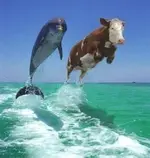 dolphin-vs-cow-swimming-contast.webp