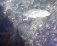 Knife in 07 2.webp