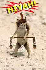 squirrel.webp