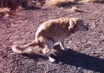 DogCrap.webp
