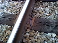 snake2.webp