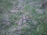 snake3.webp