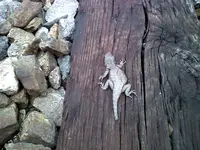 lizard.webp