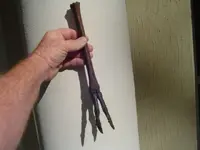 deer leg.webp