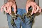 crawdad.webp