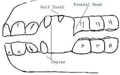teeth2.webp
