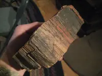 fossil2.webp