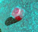 Ruby7.webp