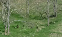 Turkeys.webp