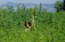 3274%20Drugs%20Morocco%20Marijuana%20field%20Ketama.webp