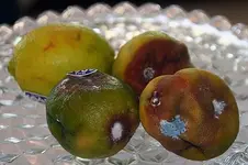 Lime disease.webp